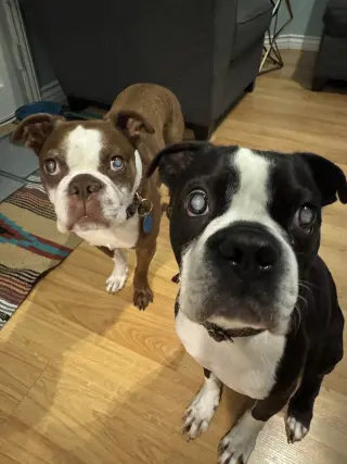 Buddy & Obi