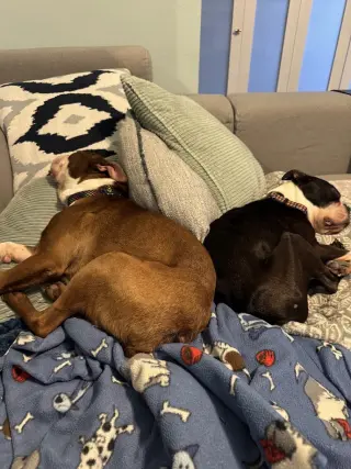 Buddy & Obi