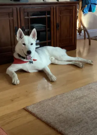 Jake