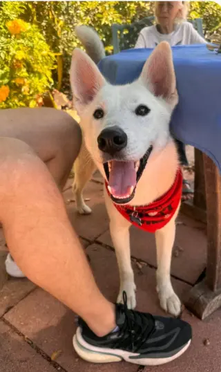 Jake