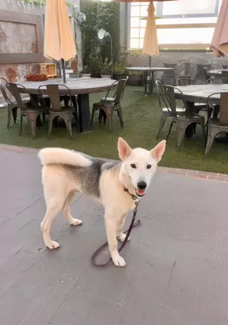 Jake