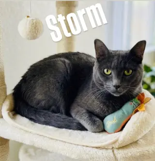 Storm (bonded with Olive)