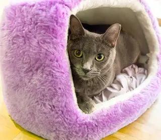 Storm (bonded with Olive)