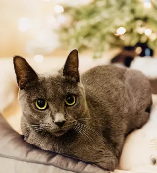 Storm (bonded with Olive)