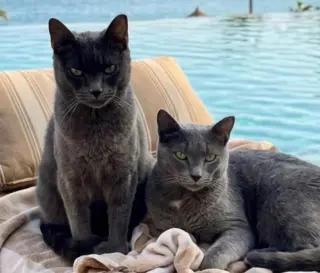 Olive (bonded with Storm)