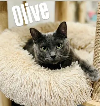 Olive (bonded with Storm)