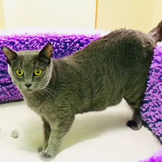 Olive (bonded with Storm)