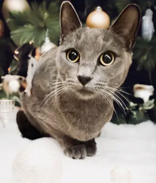 Olive (bonded with Storm)