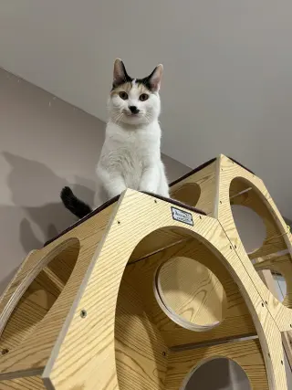 Chloe