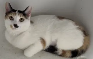 Chloe