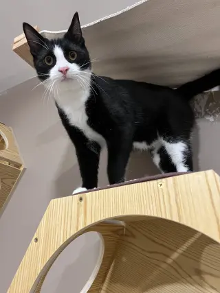 Big Tux