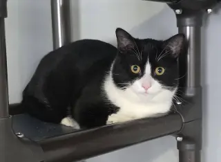 Big Tux