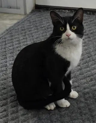 Big Tux