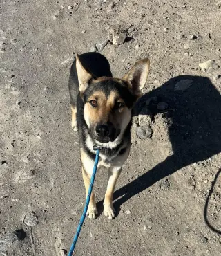 Finn