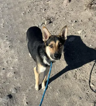 Finn