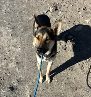 Finn