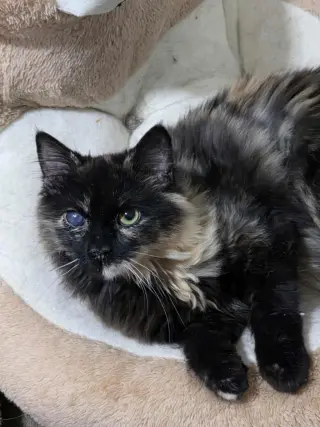 Fur-Nanda