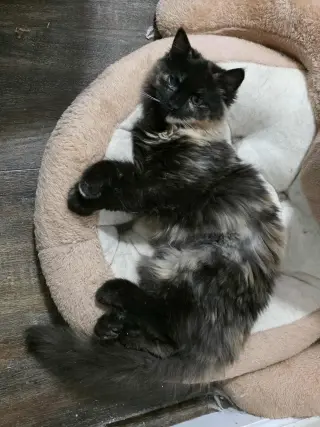 Fur-Nanda