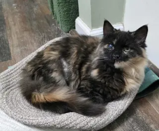 Fur-Nanda