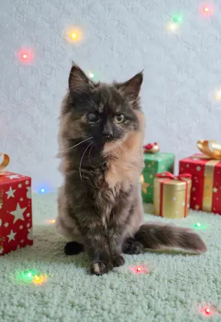 Fur-Nanda