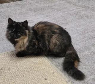Fur-Nanda