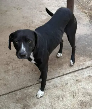 Domino