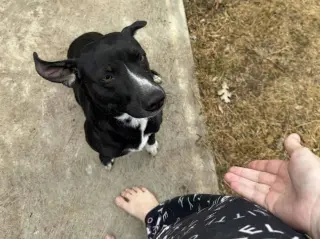 Domino