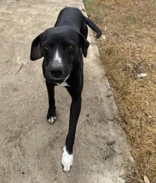 Domino