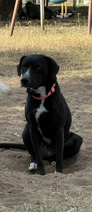 Domino