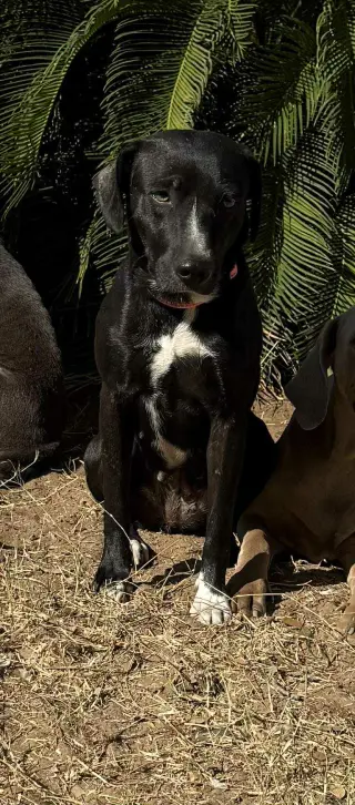 Domino