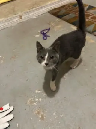 COURTESY POST: Kitty Foo Foo