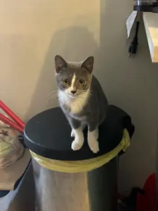 COURTESY POST: Kitty Foo Foo