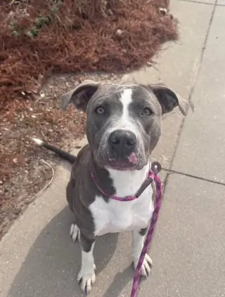 Calypso