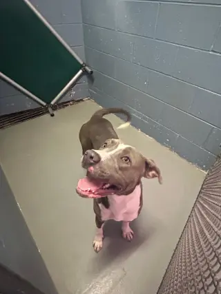 Calypso