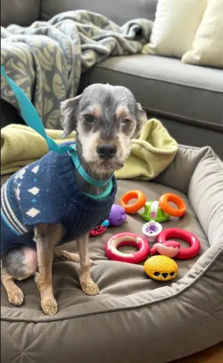 CHARLIE, SWEET, SWEET GRATEFUL BOY