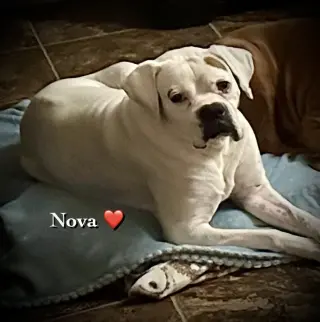 Nova II - Silver Heart