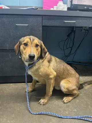 Clove