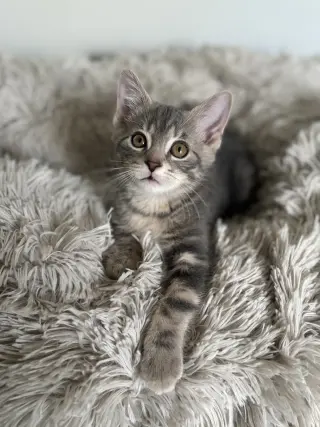 Cosmo