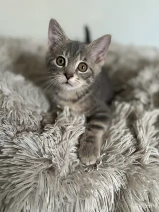 Cosmo
