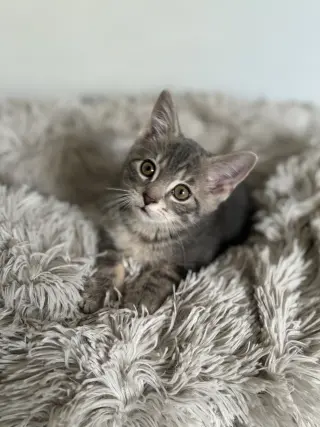 Cosmo