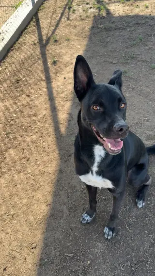 Milo