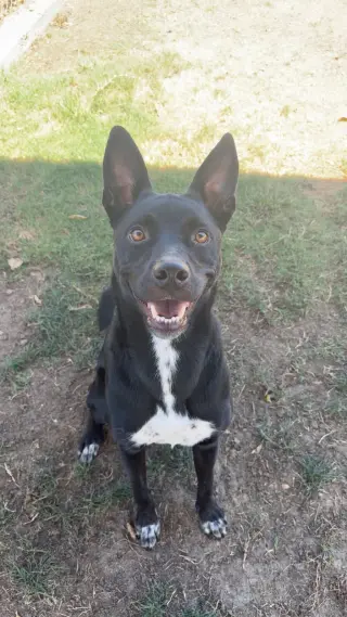 Milo