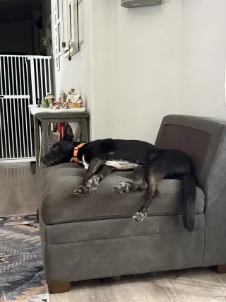 Milo