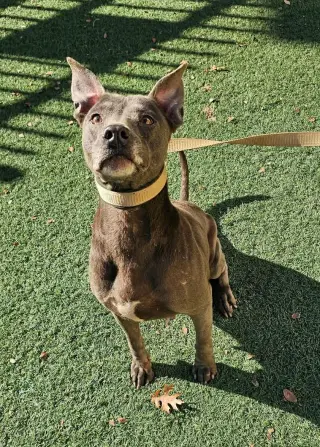 Chyanne-Adoption Fee $75! Diamond Dog!