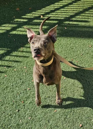 Chyanne-Adoption Fee $75! Diamond Dog!