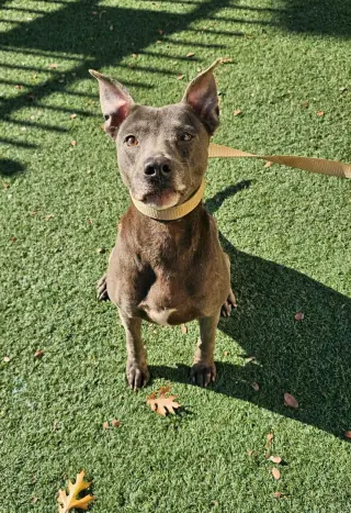 Chyanne-Adoption Fee $75! Diamond Dog!