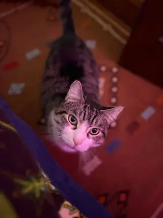 Toby (Toblerone)