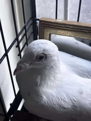 Cheeks