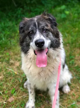 Kodiak