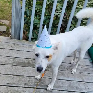 Juno